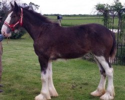 Pferd KDJ's Miss Felecia (Clydesdale, 2014, von Armageddon's Lord Nehemiah)