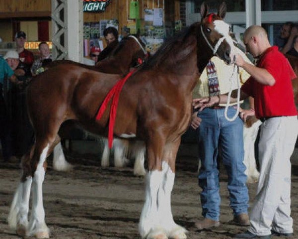 Pferd KDJ's Melinda (Clydesdale, 2009, von Solomon's Benedict)