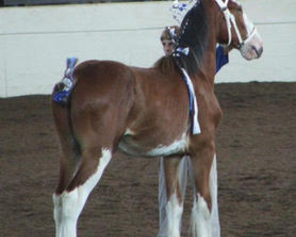 horse KDJ's Lieutenant's Vince (Clydesdale, 2006, from Grandview Eli's Lieutenant)