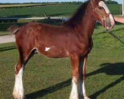 horse K.D.J.'s Last Chance (Clydesdale, 2004, from Twelve Oaks Zeke)