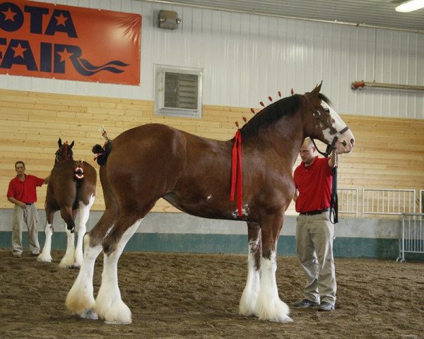 broodmare KDJ's Violet (Clydesdale, 2009, from Armageddon's Lord Nehemiah)