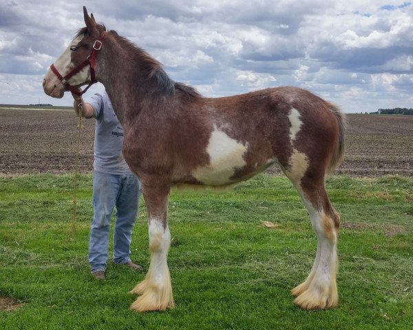 horse K.D.J.'s Know-It-All Holly (Clydesdale, 2016, from Pinnacle's Nihilater Extreme)