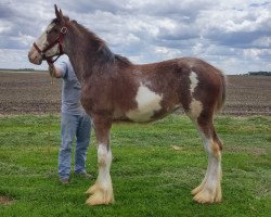 Pferd K.D.J.'s Know-It-All Holly (Clydesdale, 2016, von Pinnacle's Nihilater Extreme)