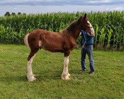 Pferd KDJ's King Kole (Clydesdale, 2019, von Irish Thunder's Celtic Dawson)