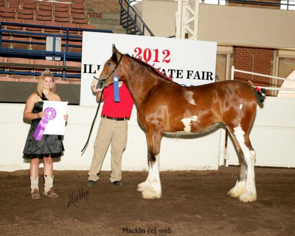 broodmare KDJ's Polka Dot (Clydesdale, 2011, from Armageddon's Lord Nehemiah)