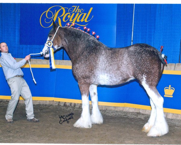 broodmare S B H Flashy Dancer (Clydesdale, 2002, from Greendykes Sherman)