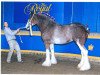 Zuchtstute S B H Flashy Dancer (Clydesdale, 2002, von Greendykes Sherman)