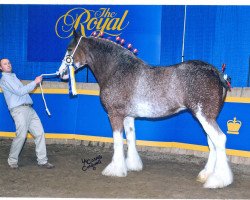 Zuchtstute S B H Flashy Dancer (Clydesdale, 2002, von Greendykes Sherman)