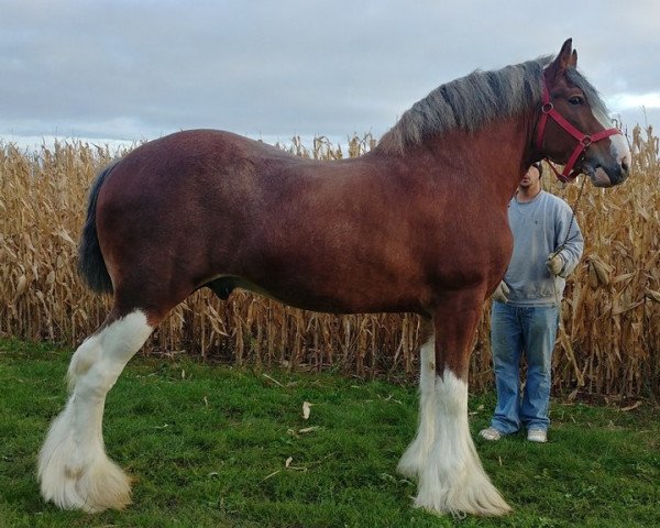 stallion Toll-Gate Kavalier (Clydesdale, 2009, from Willow Way Highlight)