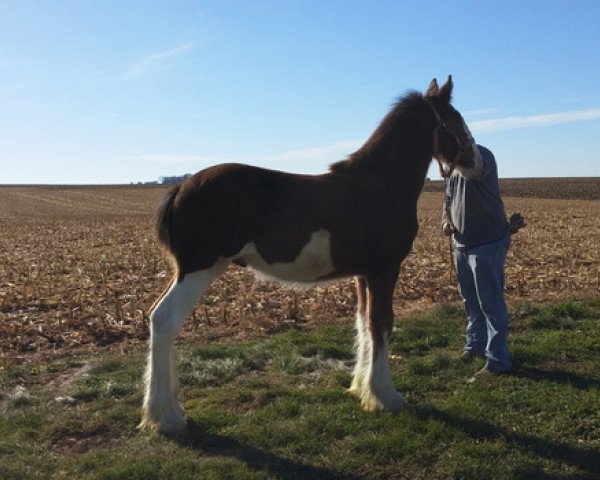 horse K.D.J.'s Ironman (Clydesdale, 2017, from Armageddon's Lord Nehemiah)