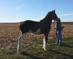 Pferd K.D.J.'s Ironman (Clydesdale, 2017, von Armageddon's Lord Nehemiah)