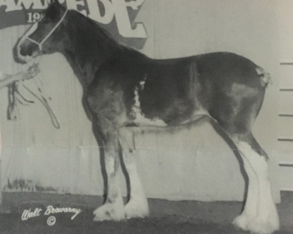 broodmare Willow Way Megan (Clydesdale, 1993, from Torrs Cup Winner)