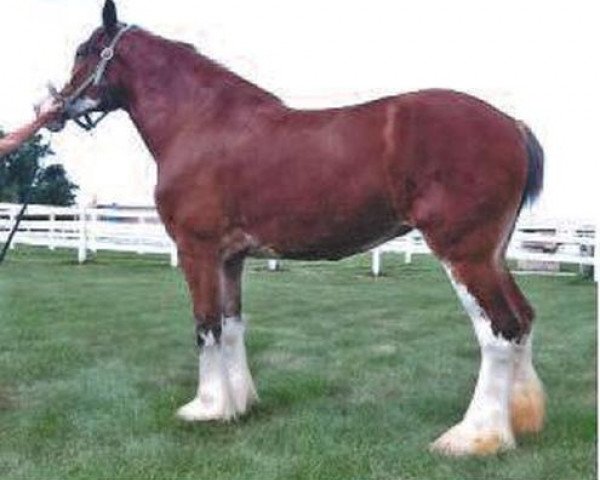 Zuchtstute Lynden Manor Morgan (Clydesdale, 2006, von 2S Grandeur's Sir Garrett)