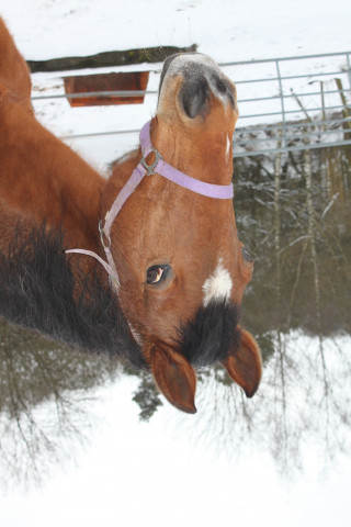 Pferd Lavarello (Holsteiner, 1992, von Linos)