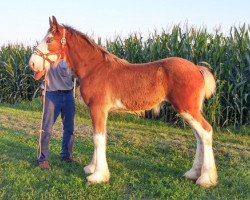 horse K.D.J.'s Ike (Clydesdale, 2017, from Pinnacle's Nihilater Extreme)