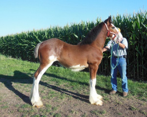 Pferd K.D.J.'s General Grant (Clydesdale, 2015, von Pinnacle's Nihilater Extreme)