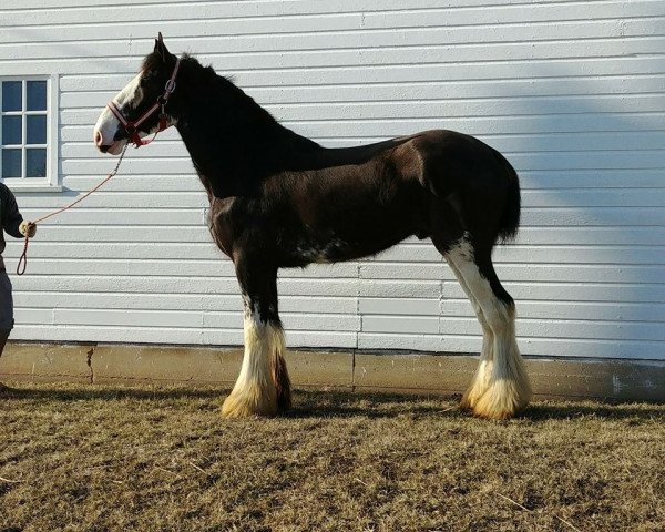 horse KDJ's Full House Falcon (Clydesdale, 2014, from Armageddon's Lord Nehemiah)