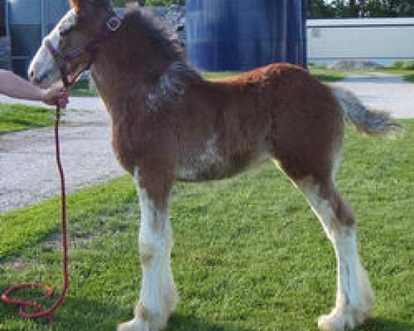 horse K.D.J.'s Free Spirit (Clydesdale, 2004, from Twelve Oaks Zeke)