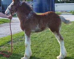 Pferd K.D.J.'s Free Spirit (Clydesdale, 2004, von Twelve Oaks Zeke)