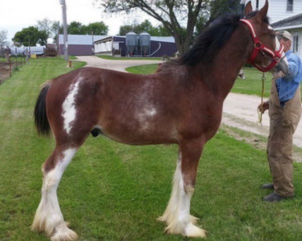 horse KDJ's Double Back Flip (Clydesdale, 2014, from Armageddon's Lord Nehemiah)