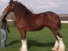 Zuchtstute Red Rock's Lady Elle (Clydesdale, 2001, von Armageddon's Lord Elijah)