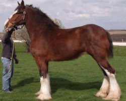 Zuchtstute Red Rock's Lady Elle (Clydesdale, 2001, von Armageddon's Lord Elijah)