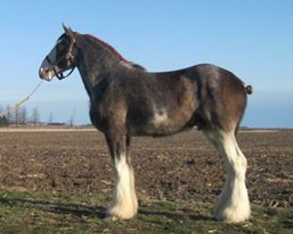 horse KDJ's Deuce's Wild (Clydesdale, 2011, from Armageddon's Lord Nehemiah)