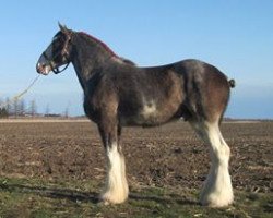 Pferd KDJ's Deuce's Wild (Clydesdale, 2011, von Armageddon's Lord Nehemiah)