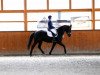 dressage horse Fantastiko 8 (Rhinelander, 2013, from Feedback 16)