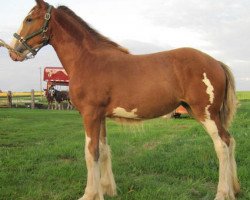 Pferd KDJ's Delightful Annie Peyton (Clydesdale, 2010, von Solomon's Benedict)