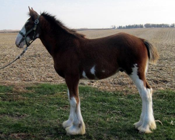 Pferd KDJ's Collin (Clydesdale, 2012, von Armageddon's Lord Nehemiah)