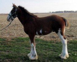 Pferd KDJ's Collin (Clydesdale, 2012, von Armageddon's Lord Nehemiah)