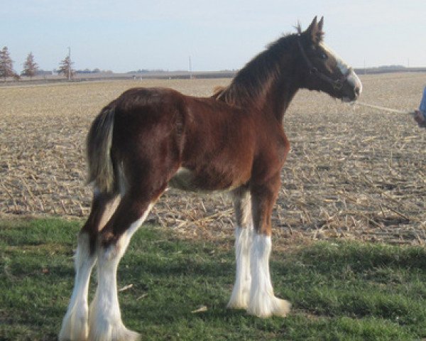 horse KDJ's Celeste (Clydesdale, 2012, from Armageddon's Lord Nehemiah)