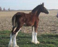 horse KDJ's Celeste (Clydesdale, 2012, from Armageddon's Lord Nehemiah)