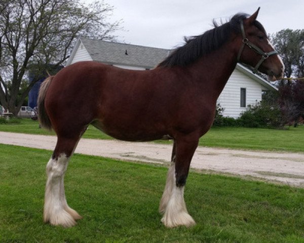 Zuchtstute Cook's Miss Lucy (Clydesdale, 2011, von Alamar 2-Luck)