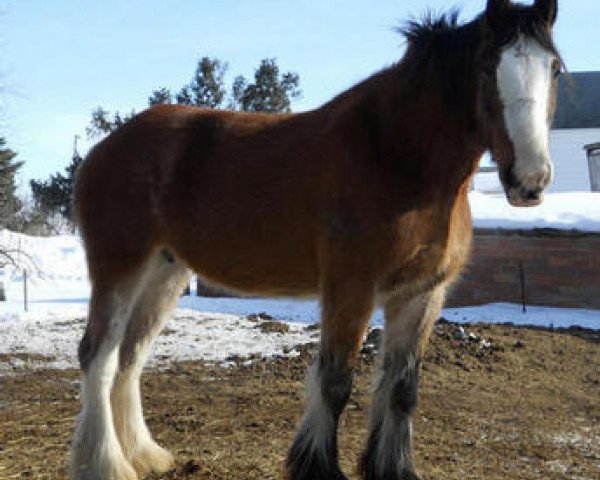 Pferd KDJ's Brandi's Miracle (Clydesdale, 2005, von Greendykes Benjie)