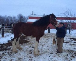 Deckhengst KDJ's Benedict Commander (Clydesdale, 2012, von Solomon's Benedict)