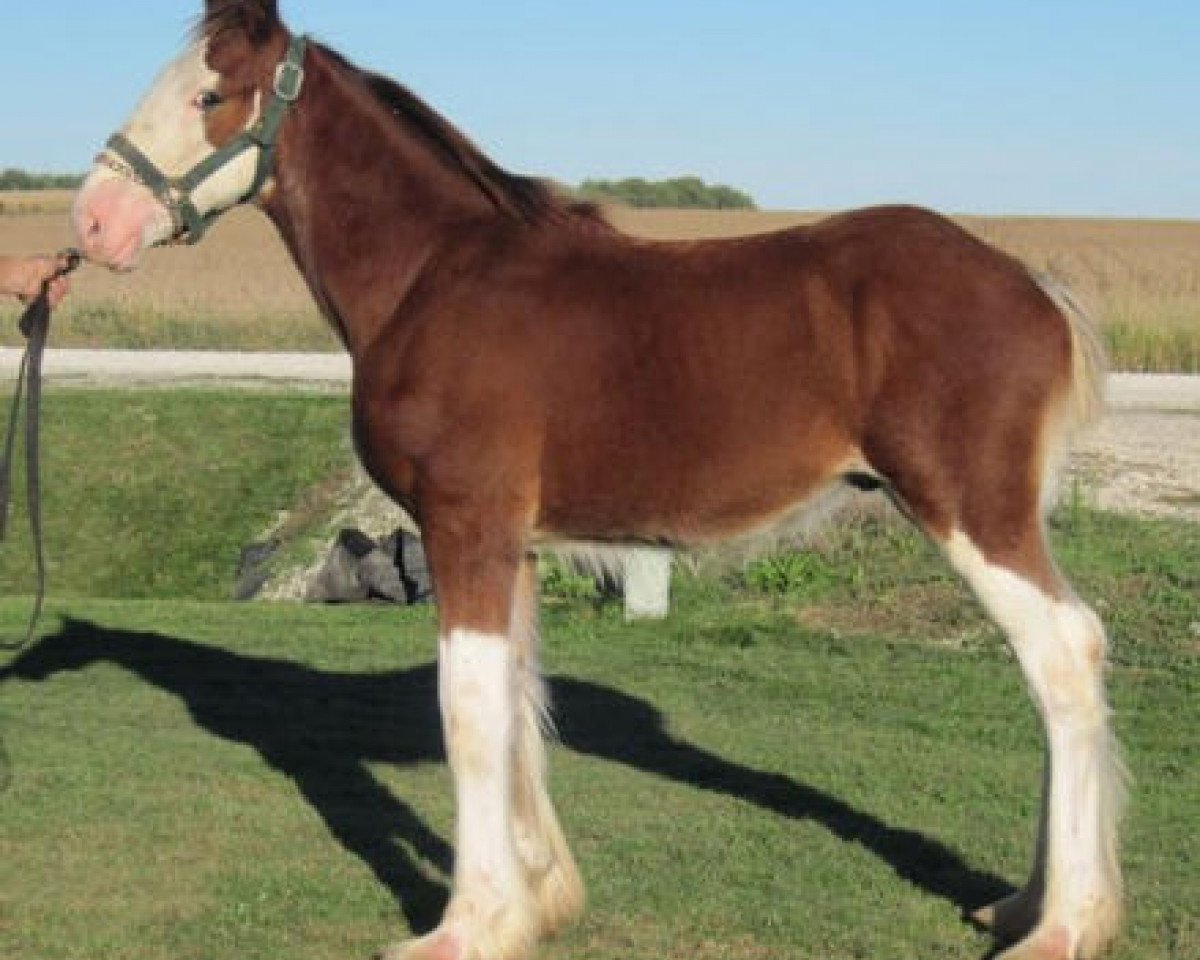 horse K.D.J.'s Benedict Slick Willey (Clydesdale, 2010, from Solomon's Benedict)