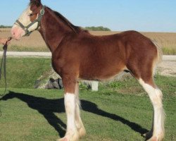 Pferd K.D.J.'s Benedict Slick Willey (Clydesdale, 2010, von Solomon's Benedict)