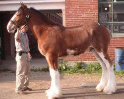 horse KDJ's Benedict Willey (Clydesdale, 2008, from Solomon's Benedict)