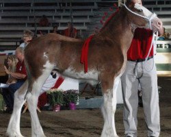 Pferd KDJ's Benedict Oscar (Clydesdale, 2009, von Solomon's Benedict)