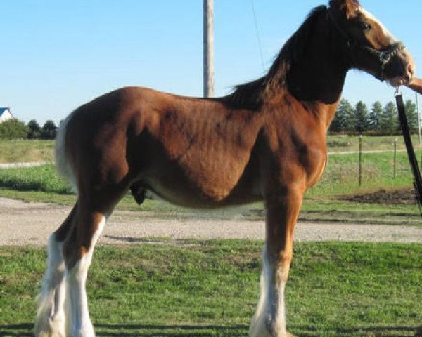 Pferd KDJ's Benedict Gus (Clydesdale, 2010, von Solomon's Benedict)