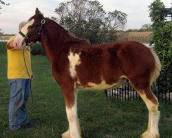 stallion KDJ's Benedict Elgen (Clydesdale, 2013, from Solomon's Benedict)