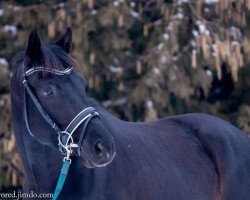 dressage horse Frederico (Trakehner, 2013, from Herakles TSF)