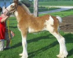 Pferd KDJ's Benedict Dewey (Clydesdale, 2011, von Solomon's Benedict)