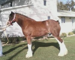 Zuchtstute Kiamichi A.M. Willa (Clydesdale, 2004, von Ayton Magnificent)