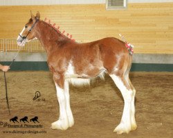 horse KDJ's Benedict Cora (Clydesdale, 2012, from Solomon's Benedict)