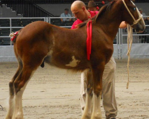 stallion KDJ's Benedict Champ (Clydesdale, 2010, from Solomon's Benedict)