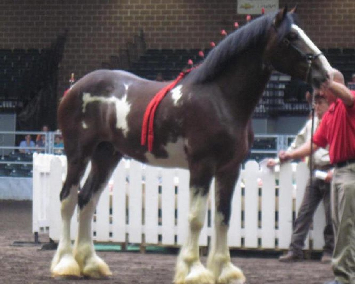stallion Pinnacle's Prelude Denali (Clydesdale, 2009, from Birky's Pride Preludes Hercules)