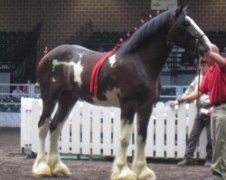 stallion Pinnacle's Prelude Denali (Clydesdale, 2009, from Birky's Pride Preludes Hercules)